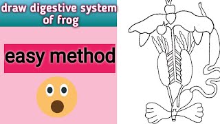 how to draw digestive system of frog for beginners step by stepeasy diagram [upl. by Okiek350]