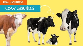 Cow Sounds Mootastic Fun and Friendly Cow Melodies for Kids [upl. by Calvin]