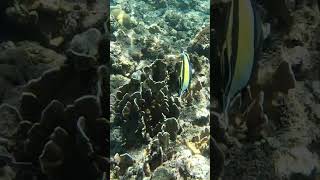 Zanclus cornutus Moorish Idol maskerwimpelvis scubadiving fish discoverscubadiving travel [upl. by O'Reilly]