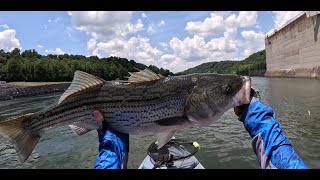 Big Dam Holds Some BIG FISH Melton Hill Dam TNStriped Bass Fishing [upl. by Anitnas891]