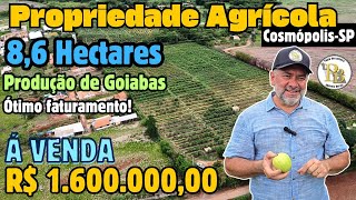 SÍTIO DE 86 HECTARES COM PRODUÇÃO DE GOIABAS EM COSMÓPOLIS SP [upl. by Nuawtna825]