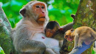 Incredible Stories of Old Mother Monkey let a Child to Brest Feeding Milk  MonkeyAnimals [upl. by Robet]