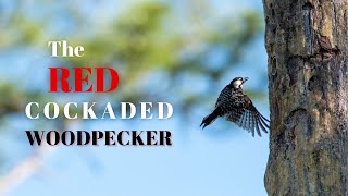 The RedCockaded Woodpecker  At Home in an Urban Forest [upl. by Zaremski]