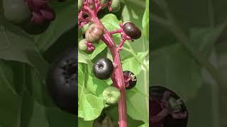 Pokeweed One of Appalachia’s Most Poisonous Plants [upl. by Jennine]