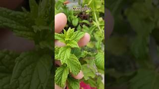 Harvesting mint  आसानी से Pudina kaise ugaye  Lets grow Mint during monsoon [upl. by Sheila]