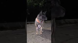 American Akita Thr H Packs KOELA Night Walk [upl. by Olivie]