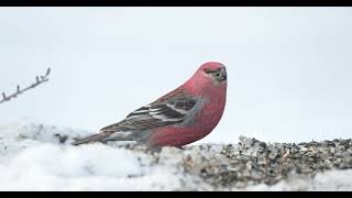 Pine Grosbeak in the SaxZim Bog [upl. by Ttihw]