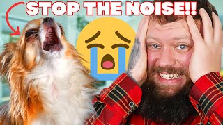 How to Get Your Dog To Stop Crying and Whining [upl. by Dwight]