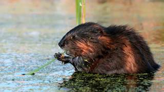 Andrew Anaka 2  Eric Collier and the reintroduction of beavers [upl. by Perpetua737]