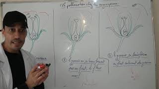 Limportance de la pollinisation chez les angiospermes [upl. by Assinna]