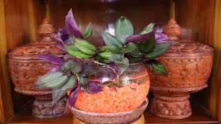 HOW TO GROW WANDERING JEW IN WATER WITH GRAVEL ROCKS [upl. by Yenhoj]