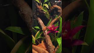 Jungle Vibes terrariumplants indoorplants plantedtank gecko crestedgecko terrarium [upl. by Yttisahc]