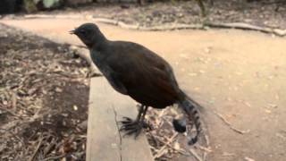 The Amazing sound of the Lyrebird [upl. by Aneetsyrk]