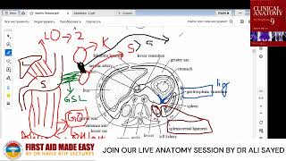 FALCIFORM LIGAMENT  EXPLAIN BY DR ALI SAYED SHORT SNELL ANATOMY [upl. by Enirahtac]