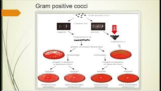 Gram positive cocci  Staphylococus [upl. by Forcier757]