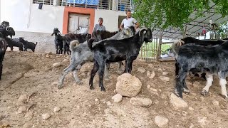 Toroslarda Ali Bey’in Kurbanlıklarına Bakmaya Gittik  2024 Kurbanlık Fiyatları [upl. by Yajet]