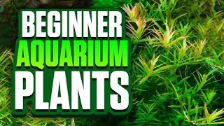 Aquarium Plants for Beginners A Comprehensive Guide aquarium aquariumplants trending [upl. by Justine886]