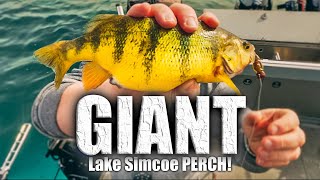 The SECRET to catching GIANT PERCH on Lake Simcoe [upl. by Amoihc802]