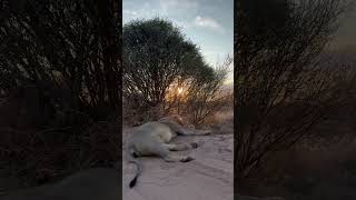 Have you ever heard a lion fart africanlionsafari botswana fart africawildlife malelion [upl. by Alina918]