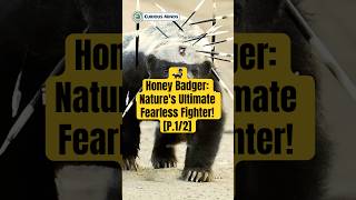 P12 Honey Badger Natures Ultimate Fearless Fighter curiousmindsvn curiousminds honeybadger [upl. by Naga]