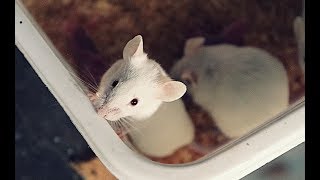 Small Scale Mouse Breeding Housing Feeding and Watering [upl. by Ecerahc]