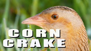 Corncrake bird call  Crex crex sounds [upl. by Ursa]