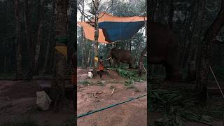 നീരിൽ മണികണ്ഠൻ ആനക്കുട്ടി aanapremi elephant aanapremam [upl. by Drof996]