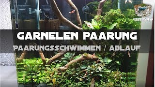 GARNELEN PAARUNG  PAARUNGSSCHWIMMEN  ABLAUF [upl. by Lyda]