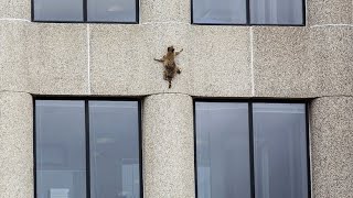 An der Fassade Waschbär klettert auf Hochhaus [upl. by Abernon]