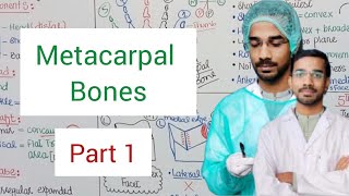 Metacarpal Bones  Upperlimb Anatomy [upl. by Repinuj]