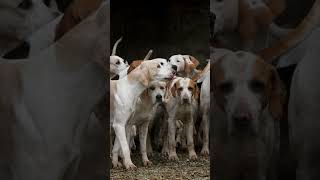 Short Meute de chiens qui aboie [upl. by Oates]