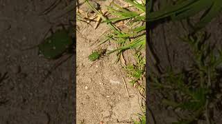 Ferocious little Green Tiger Beetle on the path [upl. by Azer]