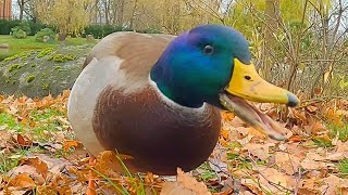 Mallard Duck Alpha Drake Wants ALL the Oats 4K [upl. by Anoel]