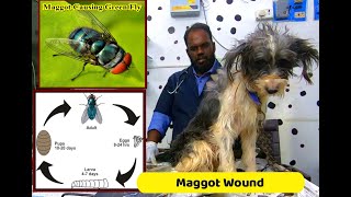 Maggot Wounds in Dog  What is Maggot Wound or Myiasis [upl. by Eanil]