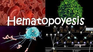 Hematopoyesis [upl. by Lechar]