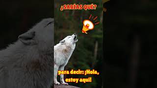 ¿sabías qué🐺🌜🌘 los lobos no aúllan a la luna zoología shortsviralvideo [upl. by Trebmal]