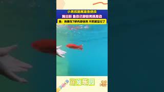 小男孩施展遛鱼绝技 抛出后 鱼自己游回男孩身边 鱼：我要在7秒内游回来 不然就忘记了 宠乐园 轻松一刻 动物 [upl. by Vernier127]