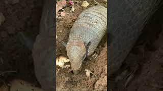 facts about Armadillo animal shortvideo youtube ytshorts viral shorts [upl. by Esadnac]