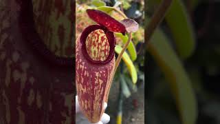 Item Short BE3452  N klossii – confirmed true clone carnivorous nepenthes [upl. by Nosdrahcir]