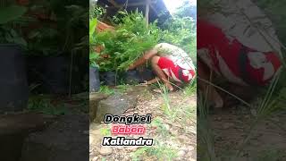 Dongkel Babon Kaliandra gardening garden gardeningtips pekaranganrumah bonsai kaliandra fyp [upl. by Otsugua]