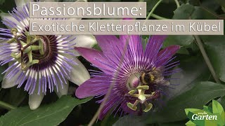 Passionsblumen Diese Kletterpflanzen sorgen für Urlaubsstimmung  MDR [upl. by Izy777]