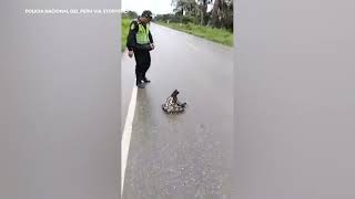 Police rescue sloth from road in Peru [upl. by Darice565]