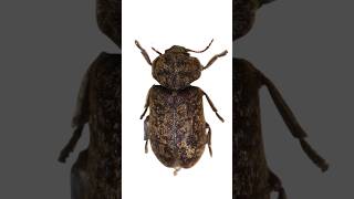 Deathwatch Beetle funfacts [upl. by Soane]