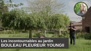 Les incontournables du jardin  Bouleau pleureur Youngii  Betula pendula [upl. by Hsitirb267]