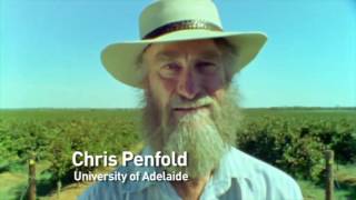 Episode 36  Trialling salt bush in mid rows [upl. by Boothman]