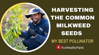 HARVESTING THE COMMON MILKWEED SEEDS [upl. by Puna]