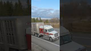 Freightliner with Cattle Pot on Hwy11 shorts truckspotter [upl. by Odnalref]