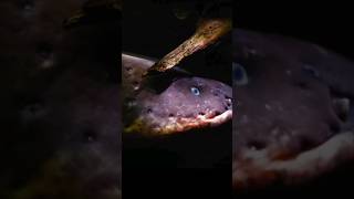 How Eels Produce Electricity facts shorts How Eels produce Electricity [upl. by Hux432]