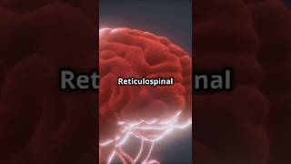 Reticulospinal tract functions [upl. by Aisan702]