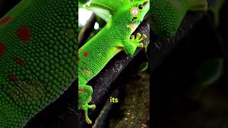 This gecko might be bigger than Nova gecko lizard shortvideo [upl. by Atteram429]